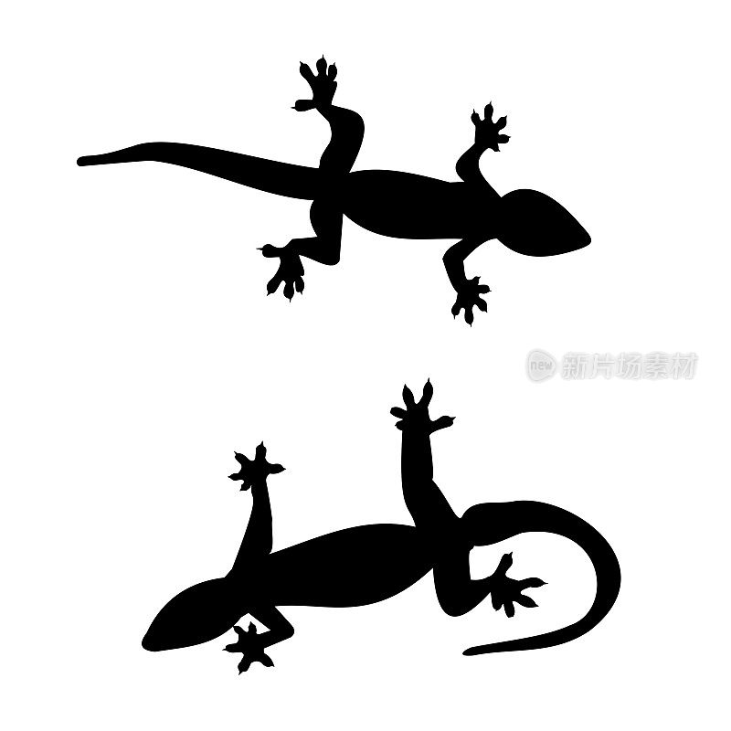 Silhouette of gecko with curved tail on white background